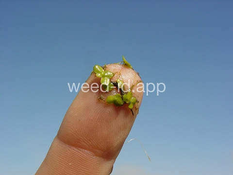 duckweed, common